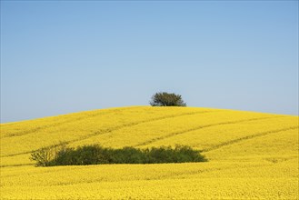 Landscape with fields of rapeseed in Ystad municipality, Skåne, Sweden, Scandinavia, Europe