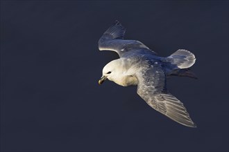 Fulmar, (Fulmarus glacialis), Heligoland, island of Heligoland, Schleswig-Holstein, Federal