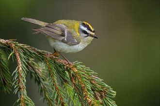 Goldcrest, Regulus ignicapillus, Luce, Mountain area, Luce, Styria, Slovenia, Europe