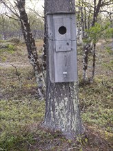 Nestbox attached to a tree, for nesting Common Goldeneye (Bucephala clangula), May, Finnish Lapland