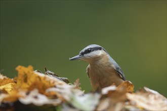 Eurasian nuthatch (Sitta europaea) adult bird searching for food on fallen autumn leaves, Wales,