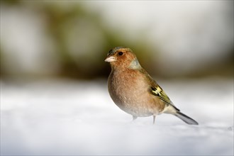 Chaffinch (Fringilla coelebs), male, in the snow, winter feeding, Oberhausen, Ruhr area, North