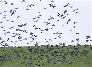 European Jackdaw (Corvus monedula) flock of birds gathering late evening, on sea dyke, before going