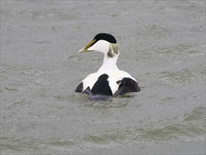 Eider Duck (Somateria mollissima), male, drake, swimming in sea, island of Texel, Holland