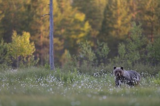 Brown bear (Ursus arctos) in the Finnish taiga, Kuusamo, Finland, Europe