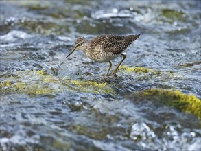 Wood Sandpiper (Tringa glareola), adult, foraging in stream, Finnmark, Norway, Europe