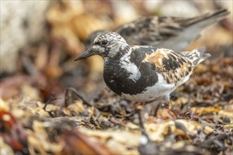 Ruddy Turnstone (Arenaria interpres) searching for food on the Atlantic coast. Ouessant, Finistere,