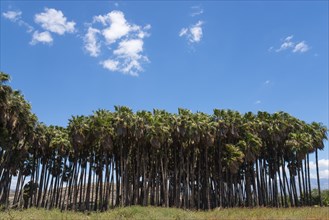 A row of palm trees under a blue sky, palm grove near Torre de Mar, Tower of the Sea, Costa del