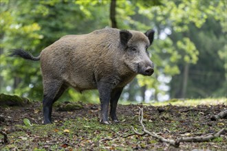 Wild boar (Sus scrofa), boar, Vulkaneifel, Rhineland-Palatinate, Germany, Europe