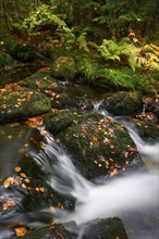 Stream in autumn, Kleine Ohe, Bavarian Forest National Park, Bavaria, Germany, Europe