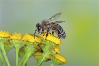 European honey bee (Apis mellifera) on flowers of tansy (Tanacetum vulgare), highspeed nature