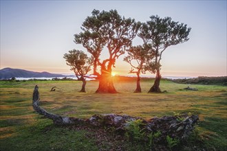 Centuries-old til trees in fantastic magical idyllic Fanal Laurisilva forest on sunset. Madeira