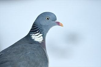 Wood pigeon (Columba palumbus), portrait, in the snow, winter feeding, Oberhausen, Ruhr area, North