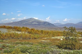 Autumn landscape with distant mountains, bushes and a clear blue sky with clouds, autumn, Hjerkinn,