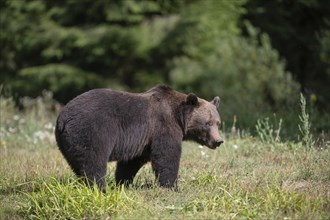 European brown bear or Eurasian brown bear (Ursus arctos arctos), male brown bear in a forest