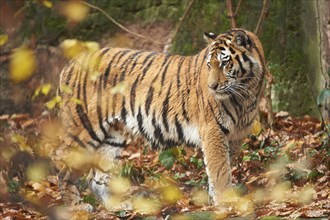 Close-up of a Siberian tiger (Panthera tigris altaica) cub, captive