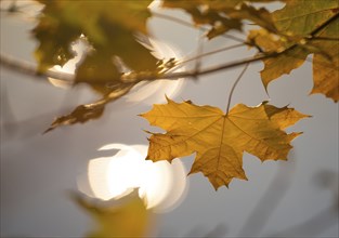 Norway maple (Acer platanoides), autumnal coloured leaves over a water surface with the reflection