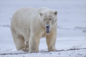 Polar bear (Ursus maritimus), standing in the snow, sticking out tongue, Kaktovik, Arctic National