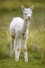 Alpaca (Vicugna pacos), young animal, in the Reserva Nacional de Salinas y Aguada Blanca, Province