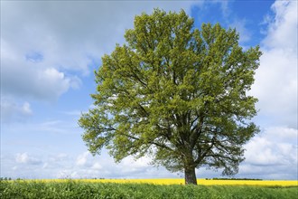 English oak (Quercus robur), solitary tree, in spring, blue sky and white clouds, Thuringia,