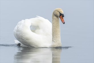 Mute swan (Cygnus olor) swimming in the water of a lake. Bas-Rhin, Alsace, Grand Est, France,