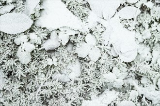 Leaves and grass covered with hoarfrost. Abstract floral background, garden and winter concept.