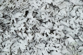 Leaves and grass covered with hoarfrost. Abstract floral background, garden and winter concept.