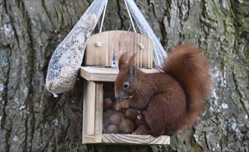 Squirrel (Sciurus) eats hazelnuts at the feeder