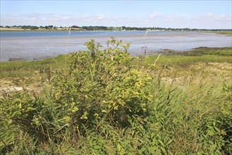 Landscape view of River Deben looking to Waldringfield from Sutton, Suffolk, England, UK