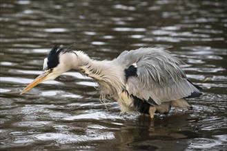 Grey heron (Ardea cinerea cinerea) standing in shallow water and shaking water out of its feathers,