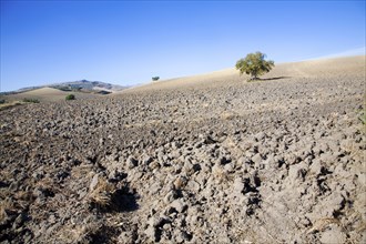 Lone tree standing in ploughed field with blue sky near El Gastor, Cadiz province, Spain, Europe