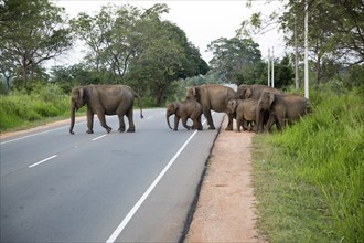 Wild elephants crossing a main road near Habarana, Anuradhapura District, Sri Lanka, Asia