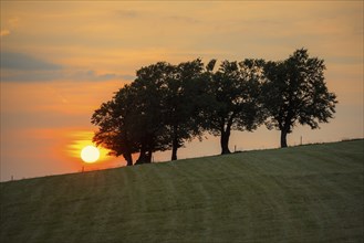 Wind beech trees and sunset, Hofsgrund, Oberried, Schauinsland, Black Forest, Baden-Württemberg,