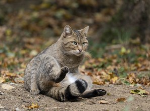 European wildcat (Felis silvestris) sitting on the forest floor, captive, Germany, Europe