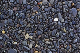 Close-up of coloured pebble beach on the Oregon coast, Cape Arago, Cape Arago State Park, USA,