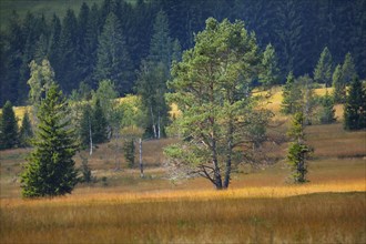 Old pine and spruce trees in the Rothenthurm upland moor. Canton Schyz, Switzerland, Europe