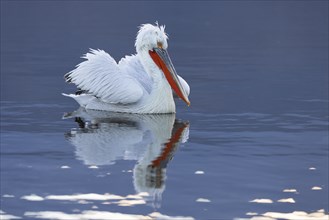 Dalmatian pelican (Pelecanus crispus), swimming in the evening light, magnificent plumage, red