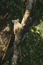 Golden white tassel ear marmoset, Mico chrysoleucos, Amazon basin, Brazil, South America