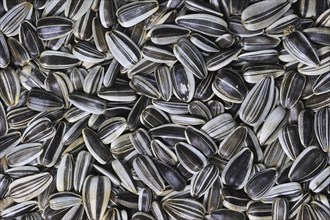 Sunflower seeds as bird feed for birds at birdfeeder in winter