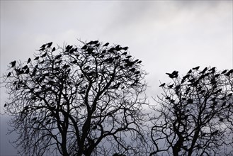 Roosting tree of a flock of crows, crows in a tree in the morning, Middle Elbe Biosphere Reserve,