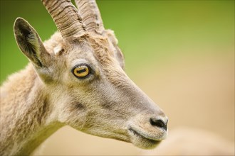 Alpine ibex (Capra ibex) female, portrait, wildlife Park Aurach near Kitzbuehl, Austria, Europe