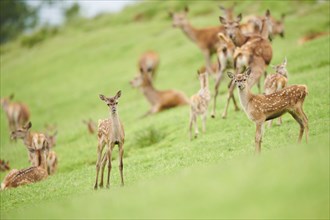 Red deer (Cervus elaphus) fawns standing on a meadow in the mountains in tirol, herd, Kitzbühel,