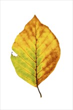 Autumn-coloured leaf of a beech (Fagus sylvatica), copper beech, tree, free-standing, Vechta, Lower