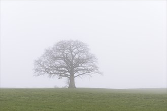 Oak tree (Quercus), bare solitary tree in a meadow in the fog, North Rhine-Westphalia, Germany,