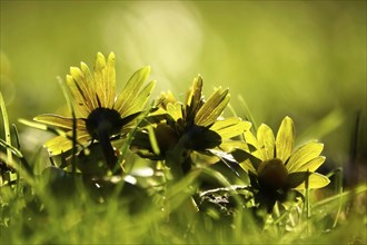 Winter aconites (Eranthis hyemalis), Germany, Europe