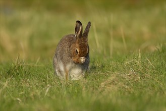 Mountain hare (Lepus timidus) adult animal washing its face on grassland, Scotland, United Kingdom,