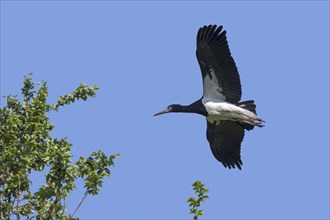 Abdim's stork, white-bellied stork (Ciconia abdimii) in flight against blue sky, native to