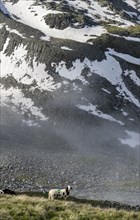 Sheep on a mountain meadow in front of a mountain landscape, high fog in the valley, Berliner