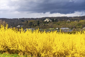 Flowering forsythia bushes, cultivation of a tree nursery, in Essen Fischlaken, in spring, March,