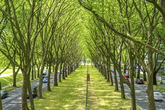 The B1, Rheinlanddamm Straße in Dortmund, an avenue of plane trees, two-way traffic in both